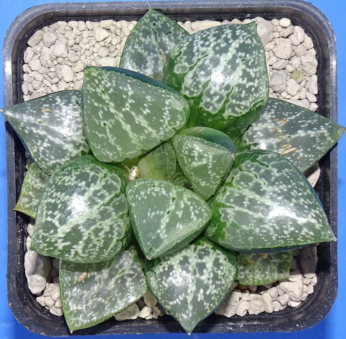 Haworthia 'AMAZONESS' Renny Wong hybrid